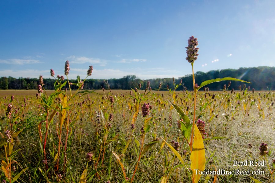 Nordhouse Lake Flowers
