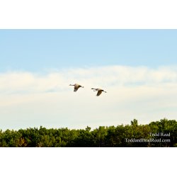 Cranes in the Wilderness