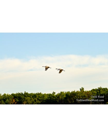 Cranes in the Wilderness
