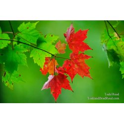 Maple Morning
