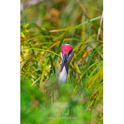 Hidden Standout