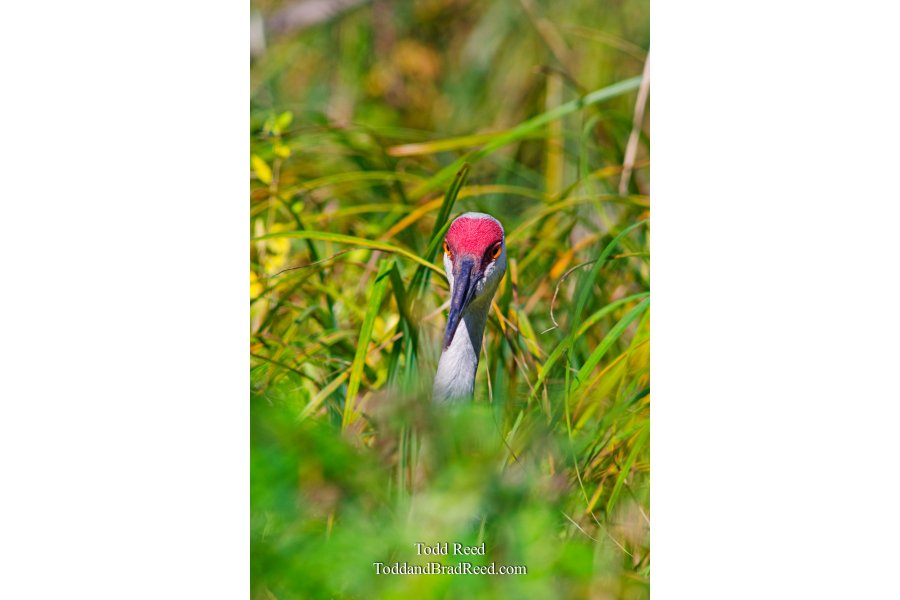 Hidden Standout