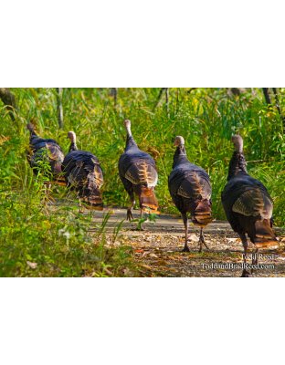 Turkeys on Parade