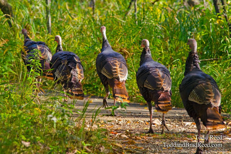 Turkeys on Parade