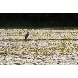 Heron Stakeout