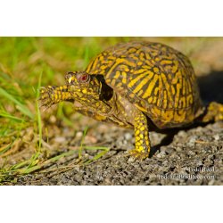 Turtle Trek