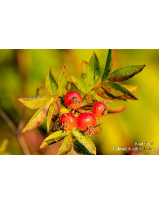 Golden Morning Light