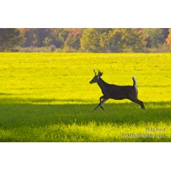 Deer Field