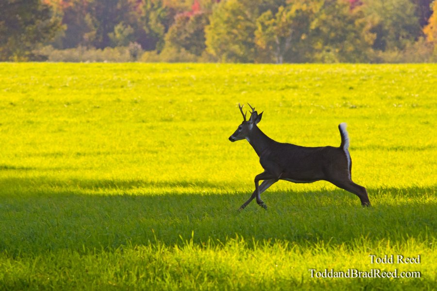 Deer Field