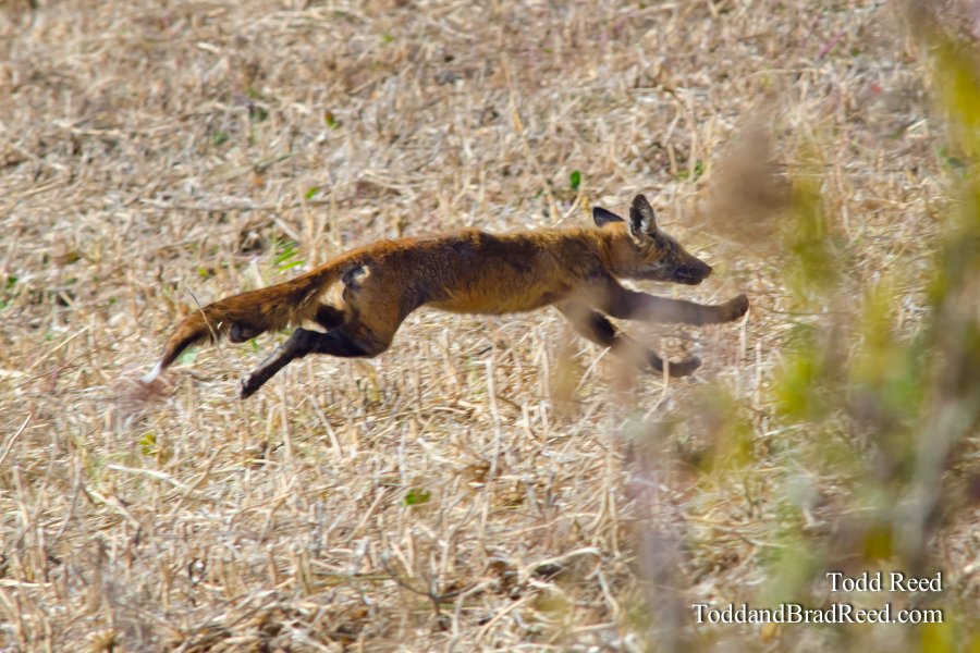 Fleeing and Eluding