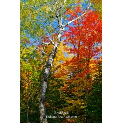 Porcupine Birch