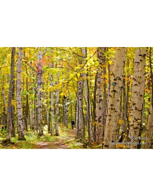 Birch Forest