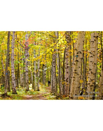 Birch Forest
