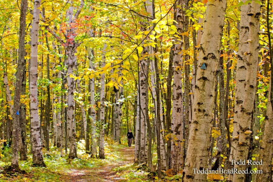 Birch Forest