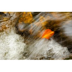 Rapids Ride
