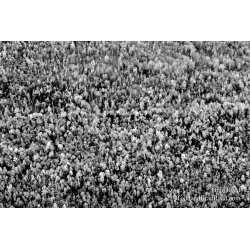 Gumdrop Forest - black and white