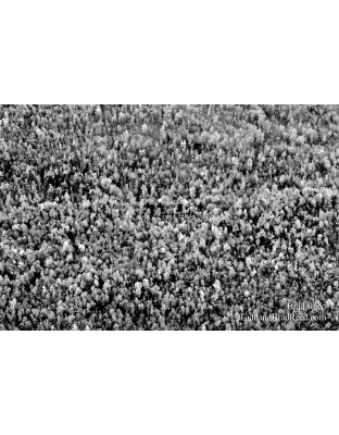 Gumdrop Forest - black and white