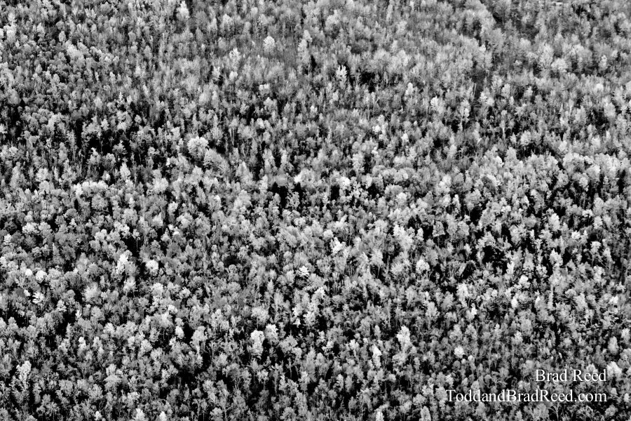 Gumdrop Forest - black and white