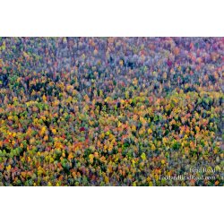 Gumdrop Forest
