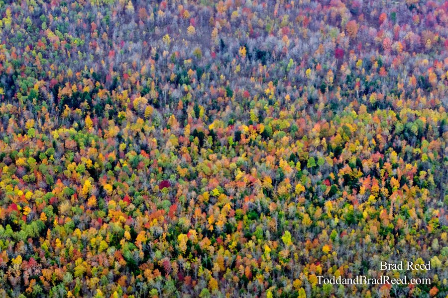 Gumdrop Forest