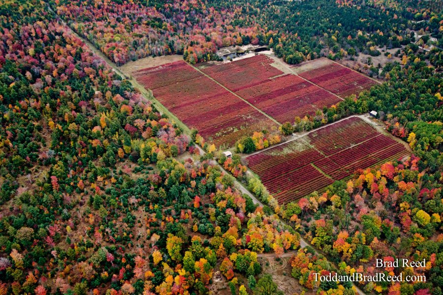 Blueberry Patch