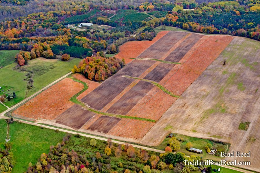 A Giant Pumpkin Patch