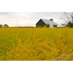 Asparagus Afterglow