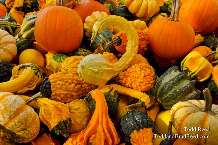 Gourd Horde