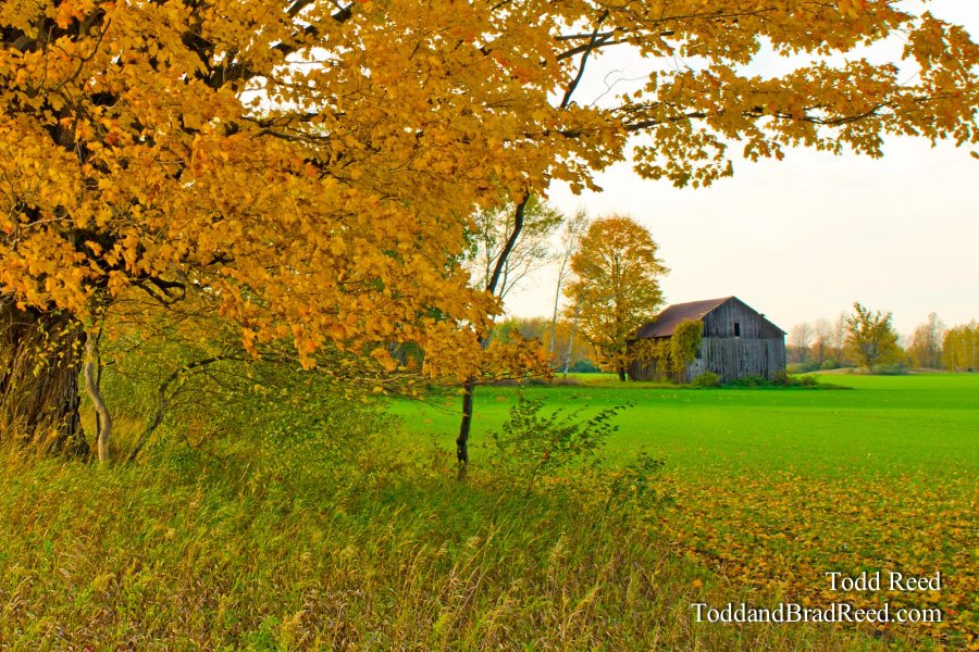 Farm Lane