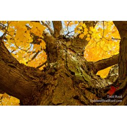 Holding Up Autumn