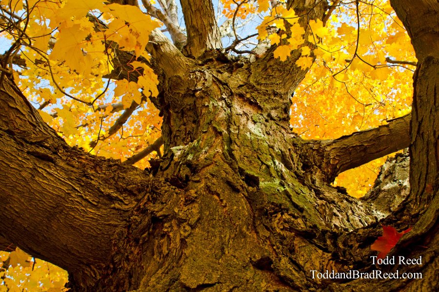 Holding Up Autumn