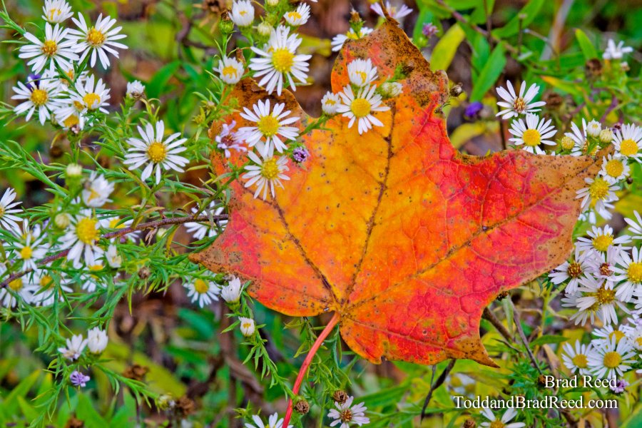 Catching the Color
