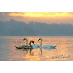 Swan Song