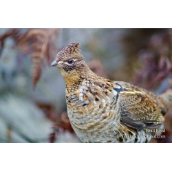 Ruffed Grouse