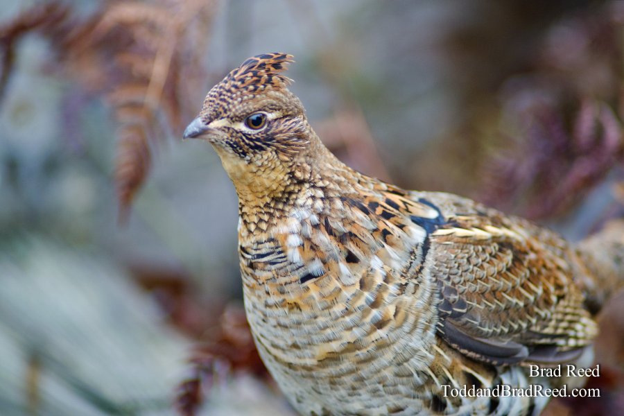 Ruffed Grouse