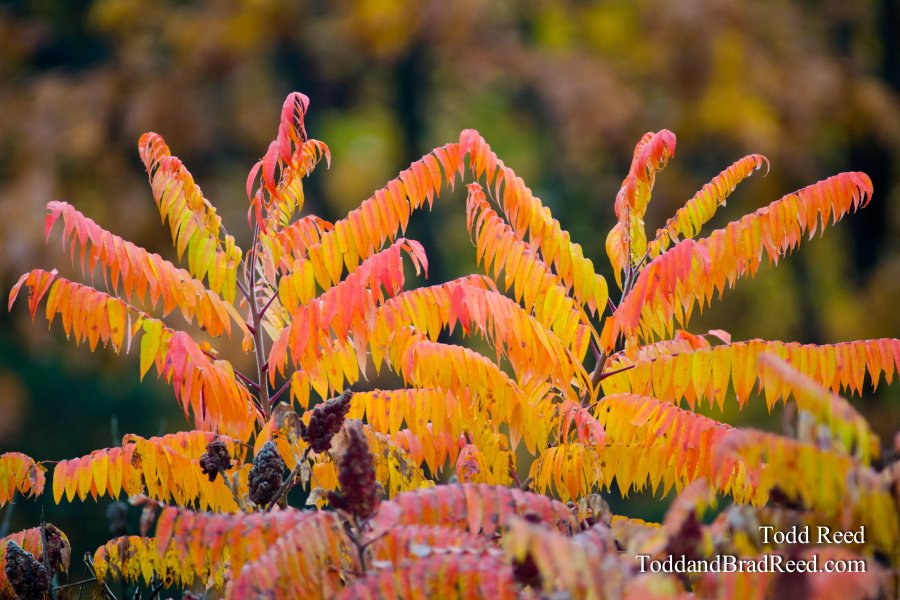 Sumac Symmetry
