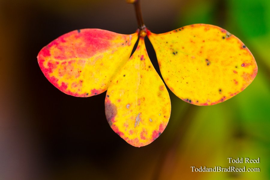 Butterfly Bush