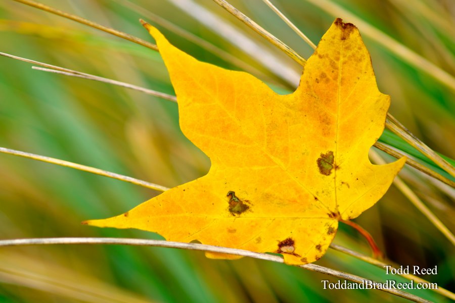 Leaf Catcher