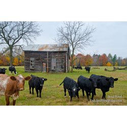 Till the Cows Come Home
