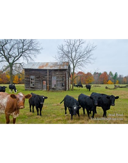 Till the Cows Come Home