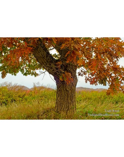Autumn Oak
