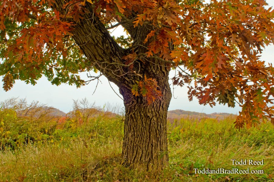 Autumn Oak
