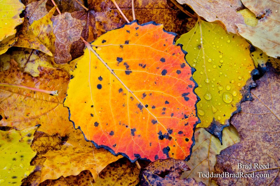 October Rain