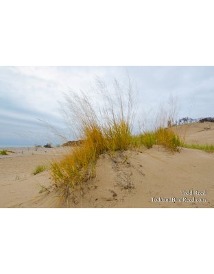 Warren Dunes