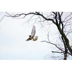 Red-Tailed Hawk