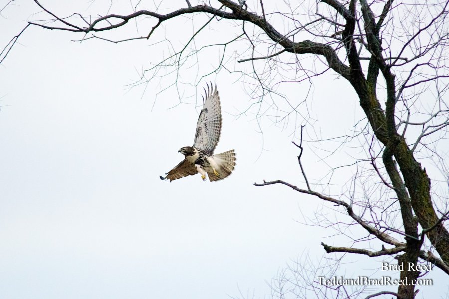 Red-Tailed Hawk