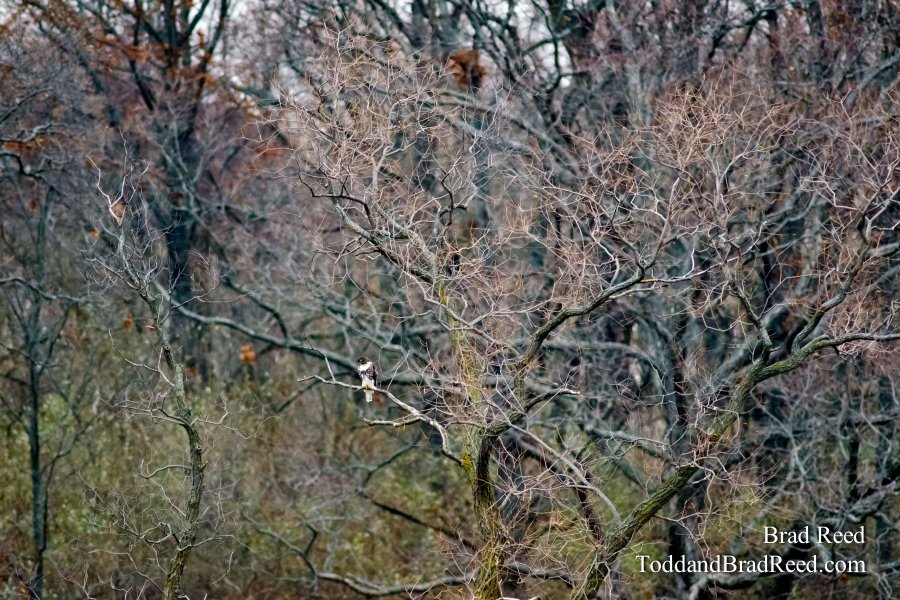 River Flat Hawk