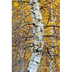 Bent Birch