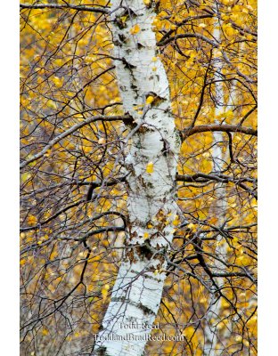 Bent Birch