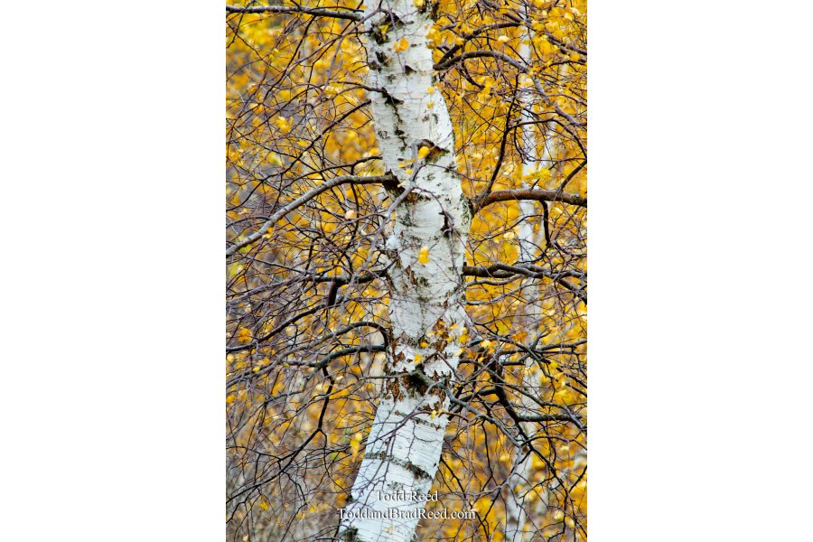 Bent Birch